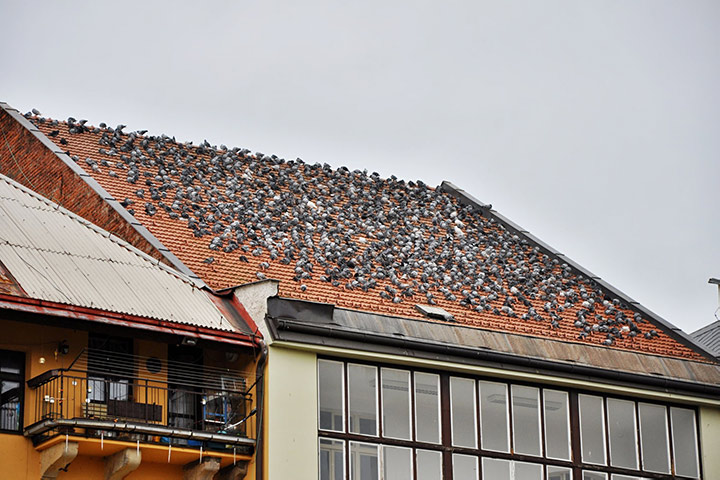 A2B Pest Control are able to install spikes to deter birds from roofs in Great Torrington. 