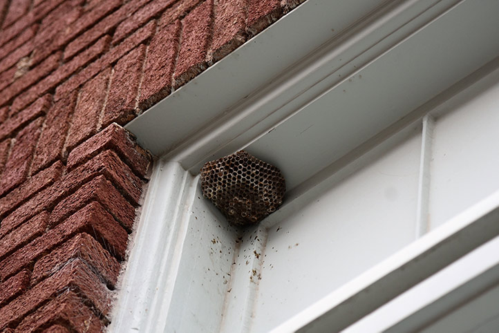 We provide a wasp nest removal service for domestic and commercial properties in Great Torrington.